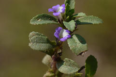 Limnophila repens